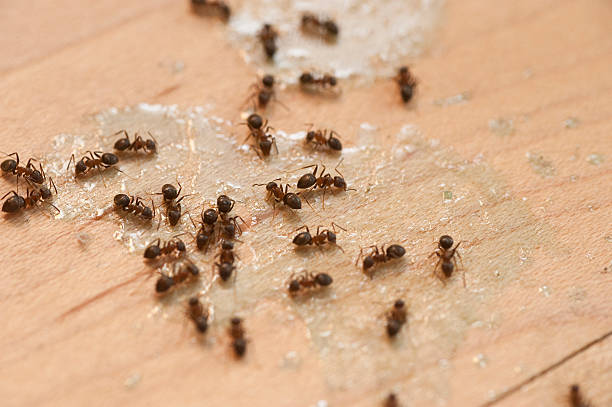 Best Spider Control Near Me  in Dayton, MN
