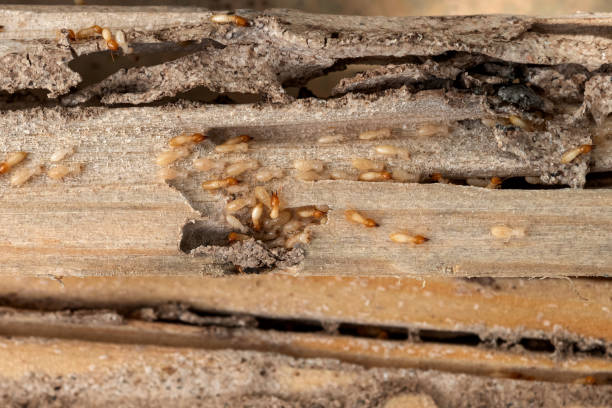 Trusted Dayton, MN Pest Control Experts